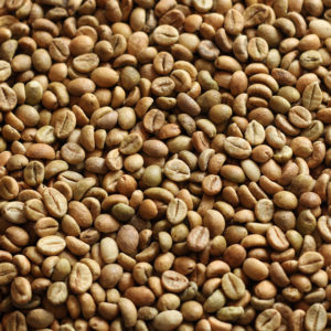 INDIA_CHERRY_AB-15-16